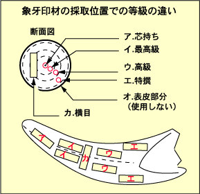象牙の断面図解説