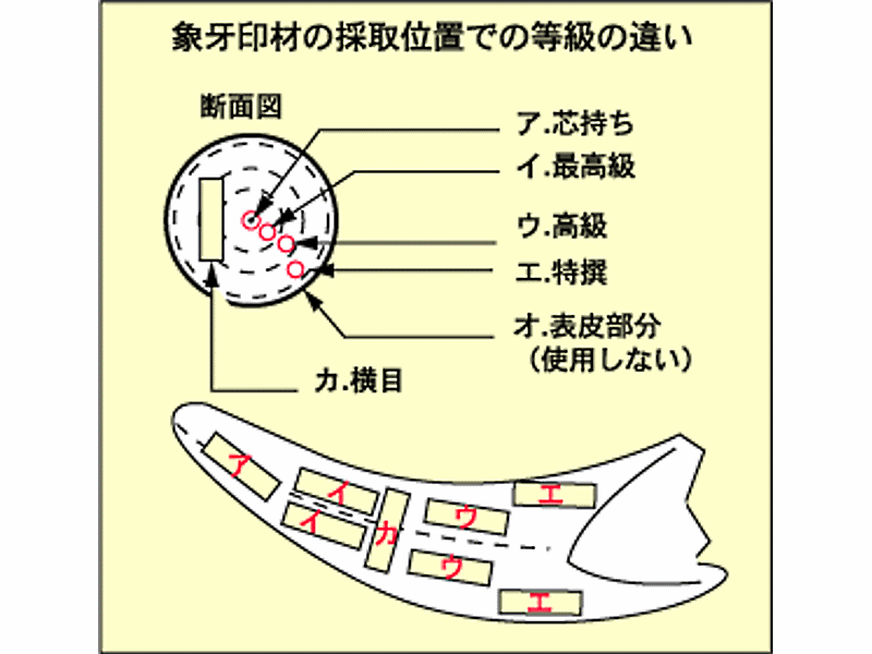 　象牙印材の採取部分により等級が異なります。当店で取り扱いの特撰本象牙は「エ」部分にあたります。（日本政府認定の象牙シールを添付いたします）