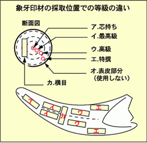 象牙の等級の違い